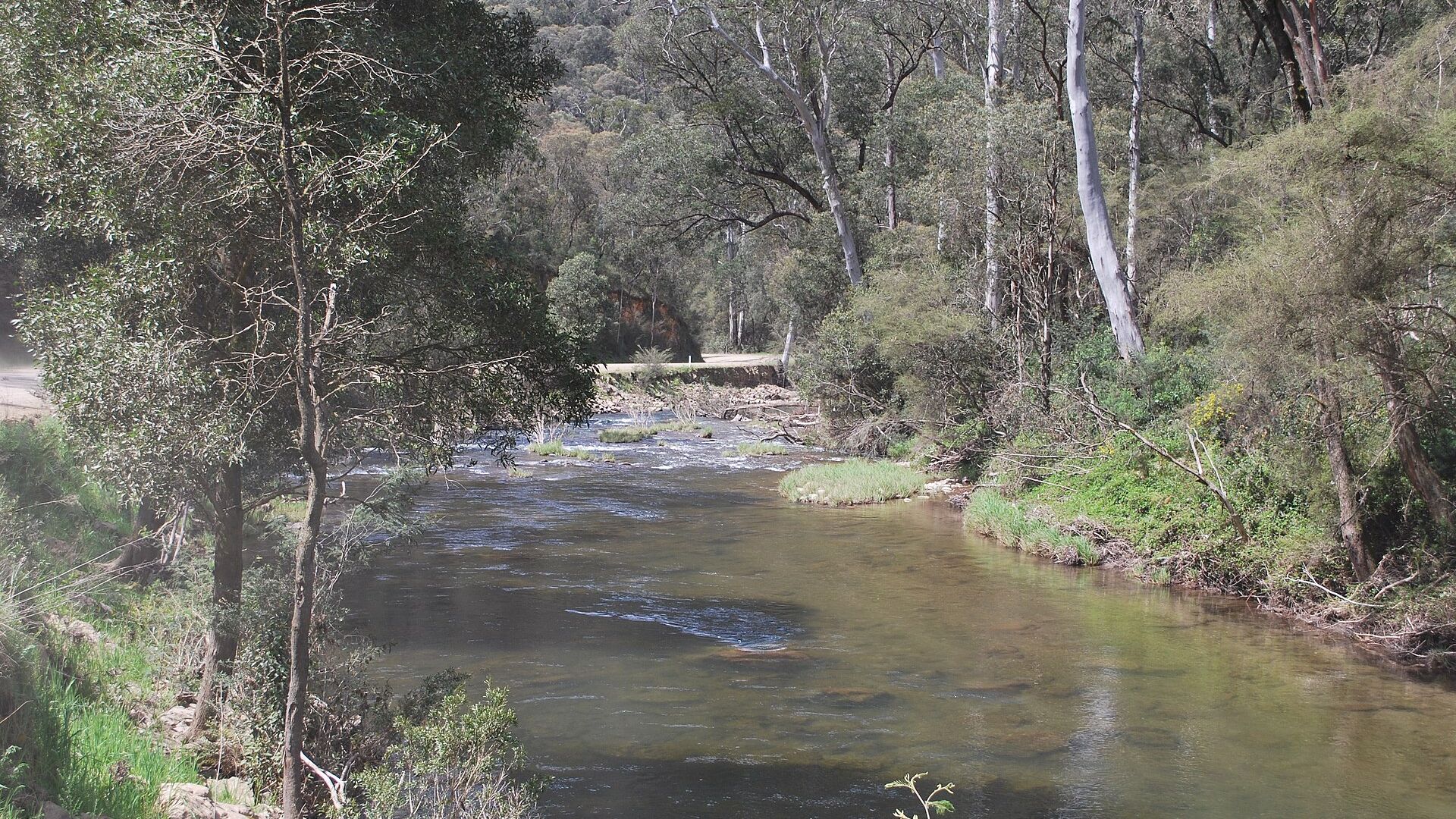 Goulburn River trees, Wikimedia Commons